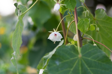 Small white bell-shaped flower