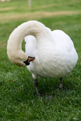 White swan posing at the park