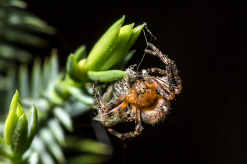 France,Auvergne,Allier,Le Brethon,Insecte