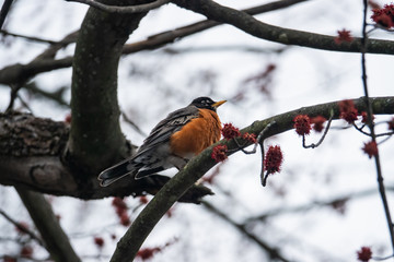 American Robin on Branch in Springtime