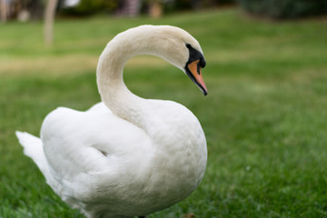 White swan posing at the park