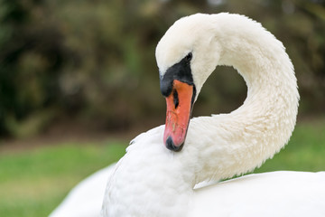 Obraz premium White swan posing at the park
