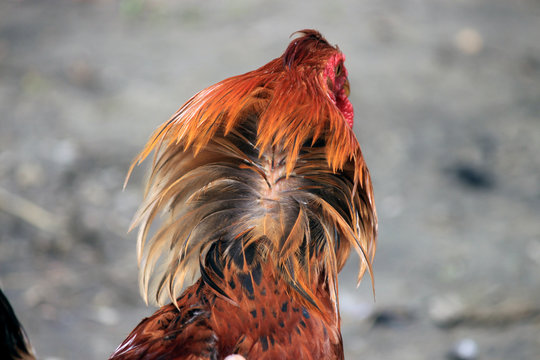Portrait of a hen. Back head of chicken.