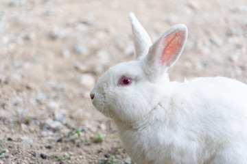 White rabbit outdoors.Close up bunny rabbit in agriculture farm.Rabbits are small mammals in the family Leporidae