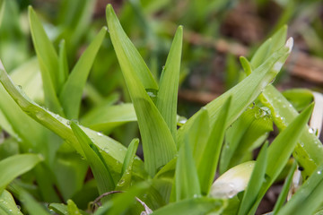 Obraz premium Rain on Daylily Leaves in Springtime
