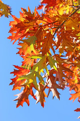Obraz premium Autumn leaves against a blue sky 