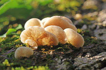 Fungus growing on a tree	