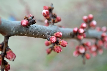 Sprig of apricot tree with buds in spring.