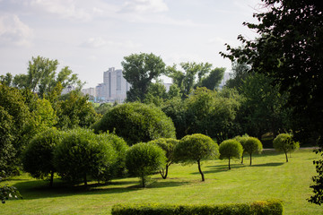 Verdant trees in the park and the city in the background. Children's landscape.