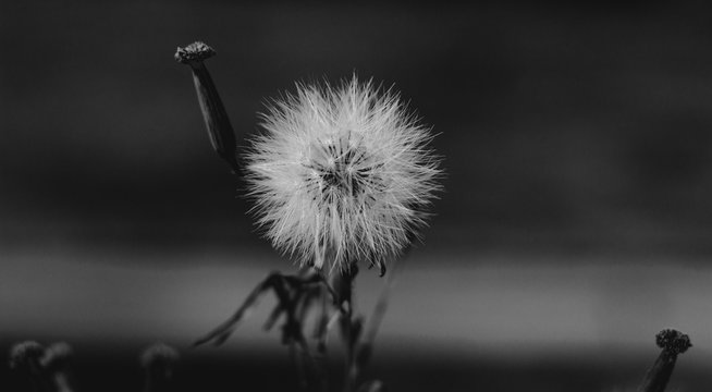 Flor
