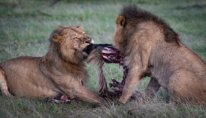 Two male lions fighting over a wildebeest
