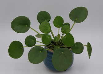 Pilea peperomioides, Chinese money plant, in a blue flowerpot,  isolated at a grey background