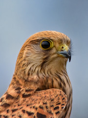 Falco tinnunculus,sokol mysiar, postolka, pustovka, The common kestrel,cernicalo