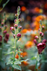 Antirrhinum majus is a species of flowering plant belonging to the genus Antirrhinum. The plant was placed in the family Plantaginaceae following a revision of its prior classical family.