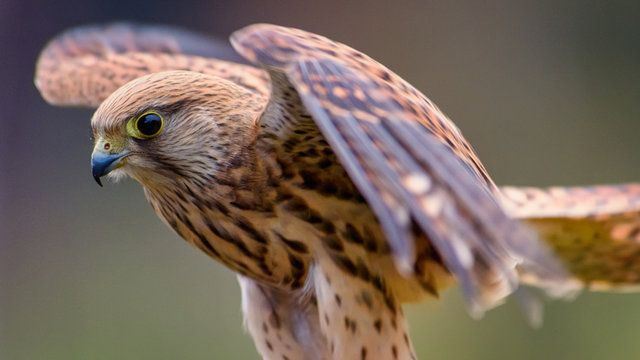 Falco tinnunculus,sokol mysiar, postolka, pustovka, The common kestrel,cernicalo