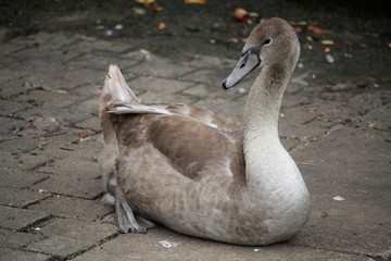 Cygne noir