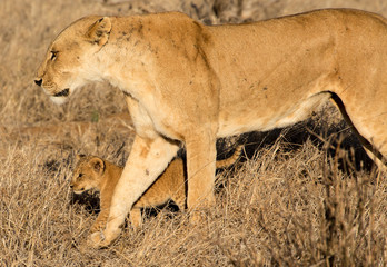 leonessa con cucciolo