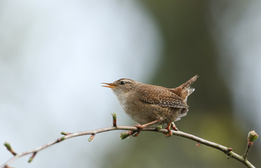 A singing Wren, Troglodytes, perching on a branch of a tree in spring.	