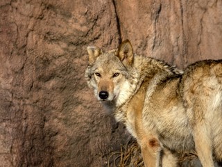 The look of a she-wolf standing against the wall.