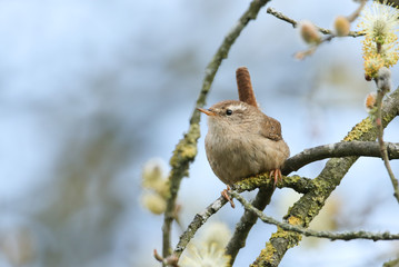 A Wren, Troglodytes, perching on a branch of a pussy willow tree in spring.