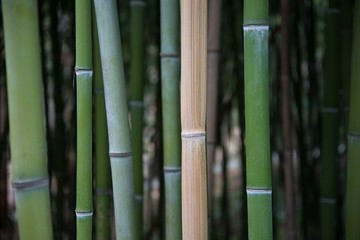 Stems of growing bamboo, vertical, yellow and green. background