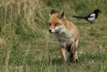 A beautiful female wild Red Fox, Vulpes vulpes, hunting in a meadow in spring.