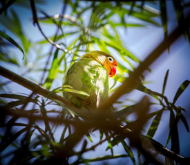 pappagallo illuminato