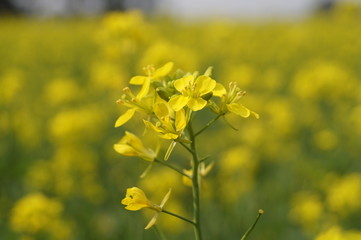 Obraz premium Mustard field with bright yellow mustard flowers