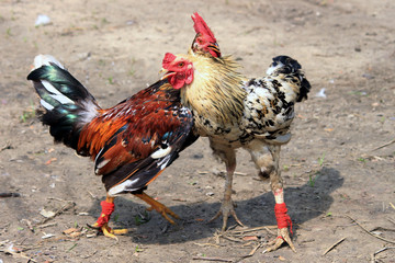 Two rivals fight evil rooster pecking and flapping the wings. Cocky rooster on the farm are going to fight for the championship. Popular sport and tradition in Asia.
