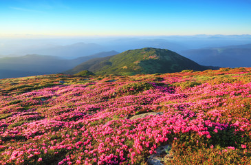 Fototapeta na wymiar The lawns are covered by pink rhododendron flowers. The bushes of flowers on the mountain hill. Concept of nature rebirth. Summer scenery. Blue sky with cloud. Location Carpathian, Ukraine, Europe.