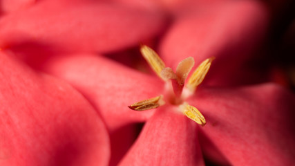Macro photography of a red flower, close up image