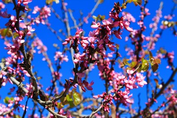 View of tree with pink leaves in Athens, Greece.	