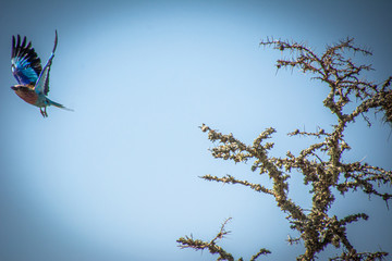 Lilac Breasted Roller flying from a tree in Kenya