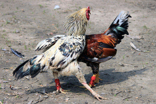Two rivals fight evil rooster pecking and flapping the wings. Cocky rooster on the farm are going to fight for the championship. Popular sport and tradition in Asia.