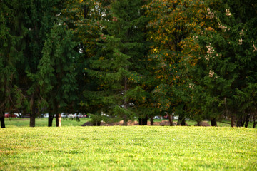 background of mixed forest and smooth lawn in the rays of the setting sun