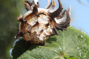 Brown and white murex ocean empty spiky shell