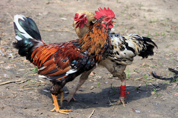 Two rivals fight evil rooster pecking and flapping the wings. Cocky rooster on the farm are going to fight for the championship. Popular sport and tradition in Asia.
