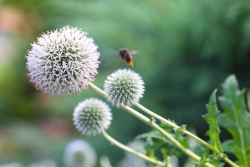 Flowers and plants in the garden © moniadk