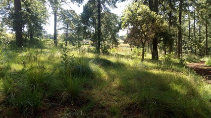 Una mañana en el campo (In the camp) Forest, country, tree