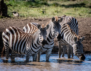 Fototapeta na wymiar Zebra's drinking in the hot African sun