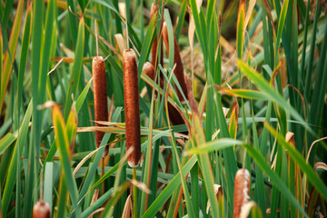 Reed flowers clappers on a background of green leaves © Тимур Салман