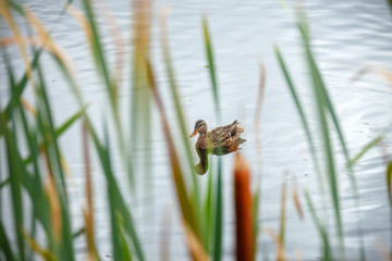 Peeping a wild duck in a pond through the bushes