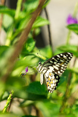 Tiger butterfly sitting one th flower with greenish ambience