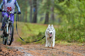 Bikejoring sled dog mushing race