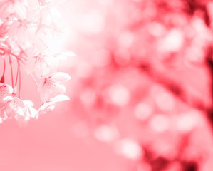 Obraz na płótnie Canvas Spring border abstract blured background art with pink sakura or cherry blossom.
