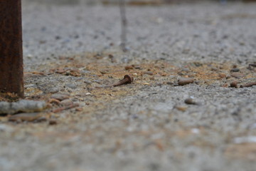 rusty screw concrete blurred background