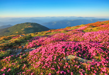 Fototapeta premium The lawns are covered by pink rhododendron flowers. Beautiful photo of mountain landscape. Concept of nature rebirth. Summer scenery. Blue sky with cloud. Location Carpathian, Ukraine, Europe.