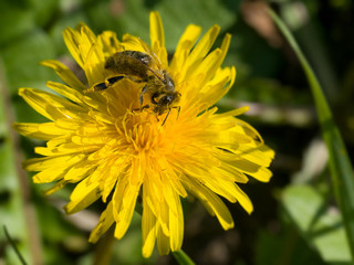 Honigbiene auf Löwenzahn