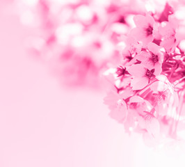 Fototapeta na wymiar Spring border abstract blured background art with pink sakura or cherry blossom.