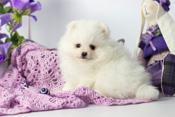 The dog breed Pomeranian spitz a close-up